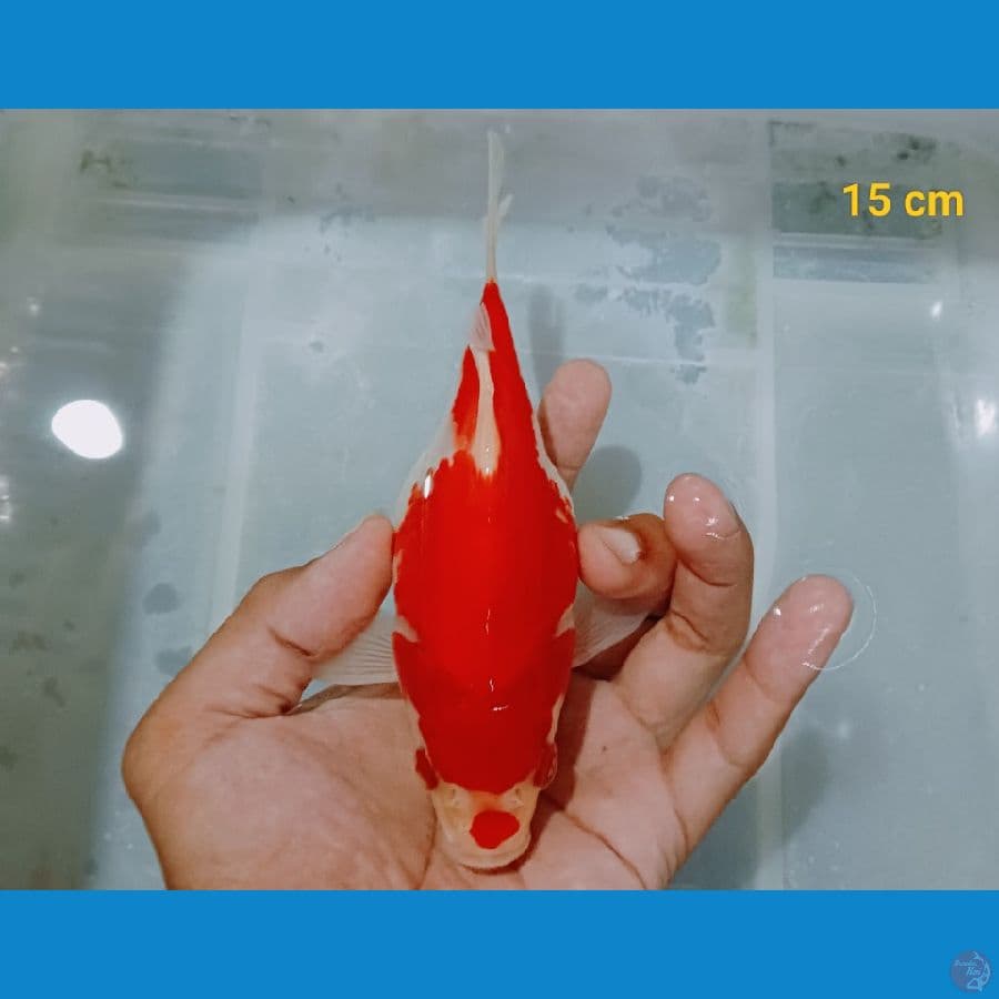 Tamasaba 15 cm