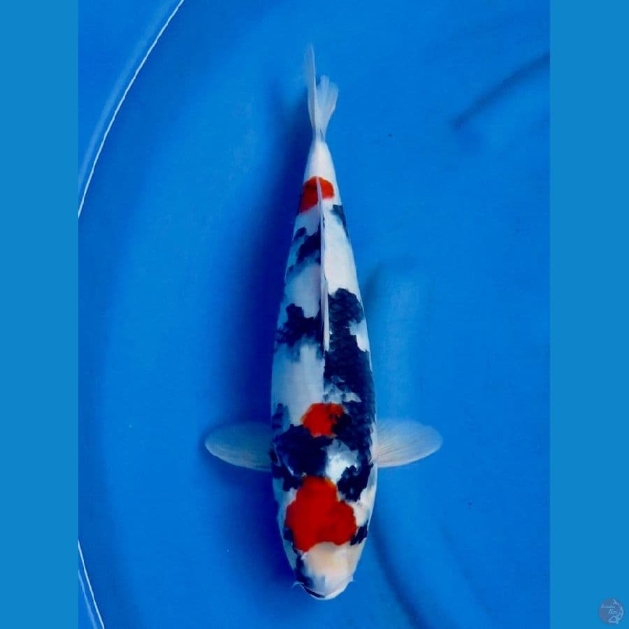kindai showa 38cm