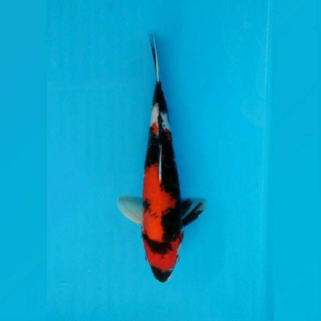 SHOWA SANSHOKU