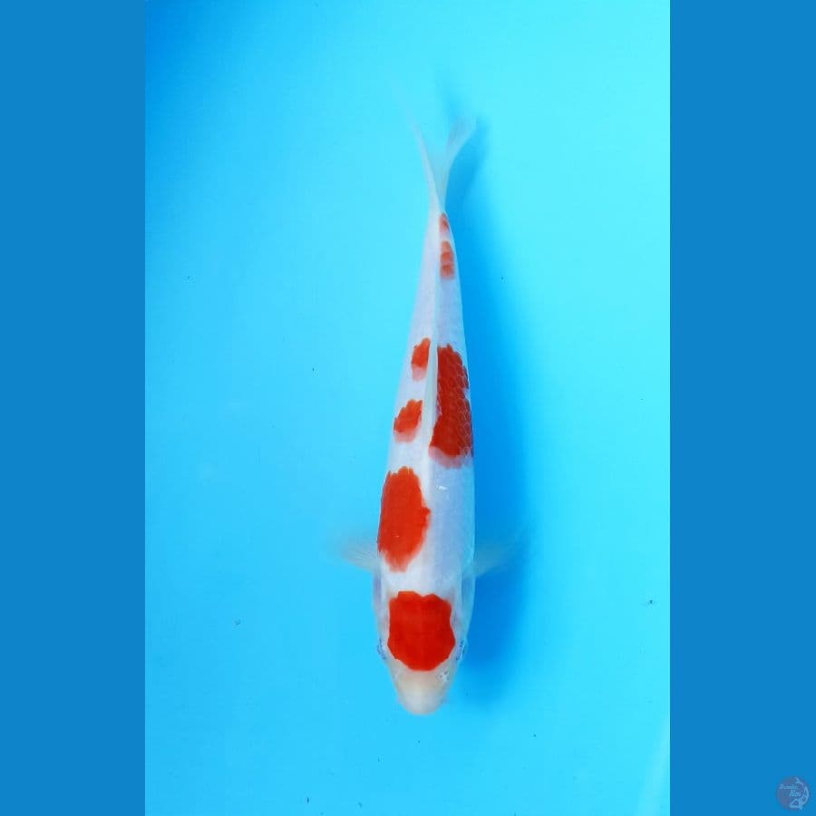 Kohaku 23cm