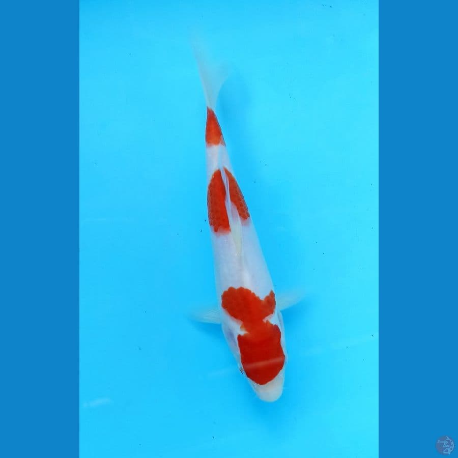 Kohaku 22cm