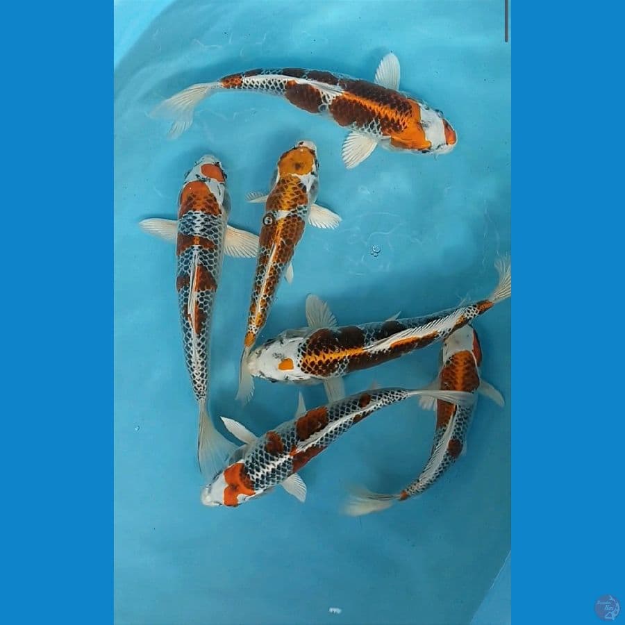 Kujaku 22/27cm