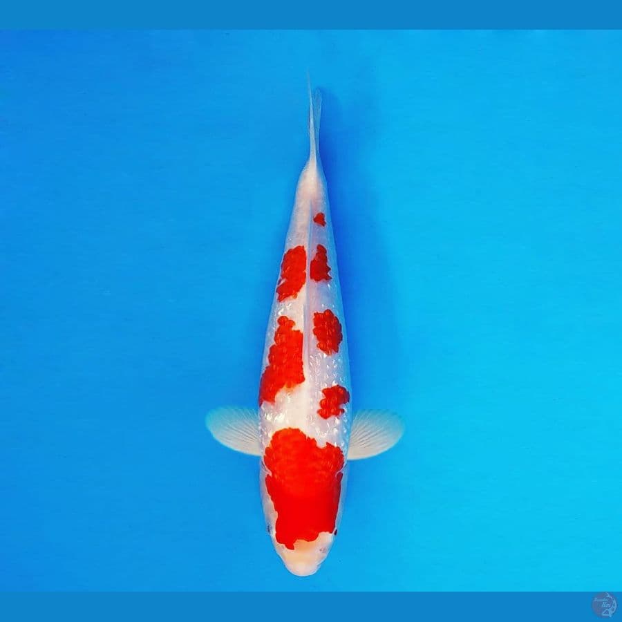 AMAYADORI 4 ~ Kohaku Gin Rin 31 cm/fm ™