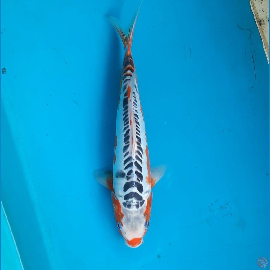Shusui 33cm Male