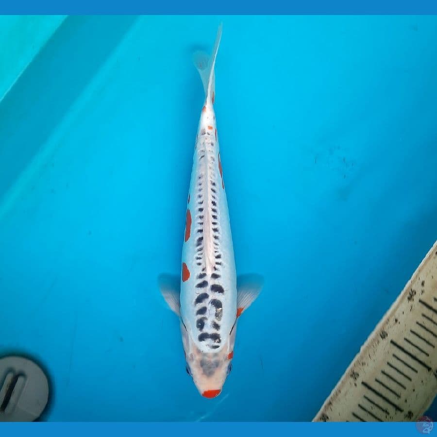 Shusui 34cm male