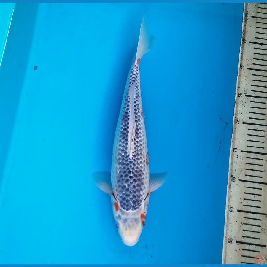 Asagi 37cm male