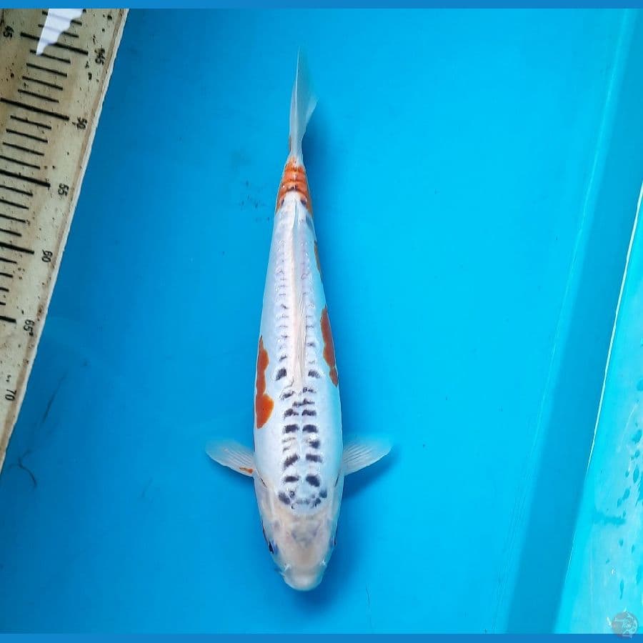 Shusui 36cm female