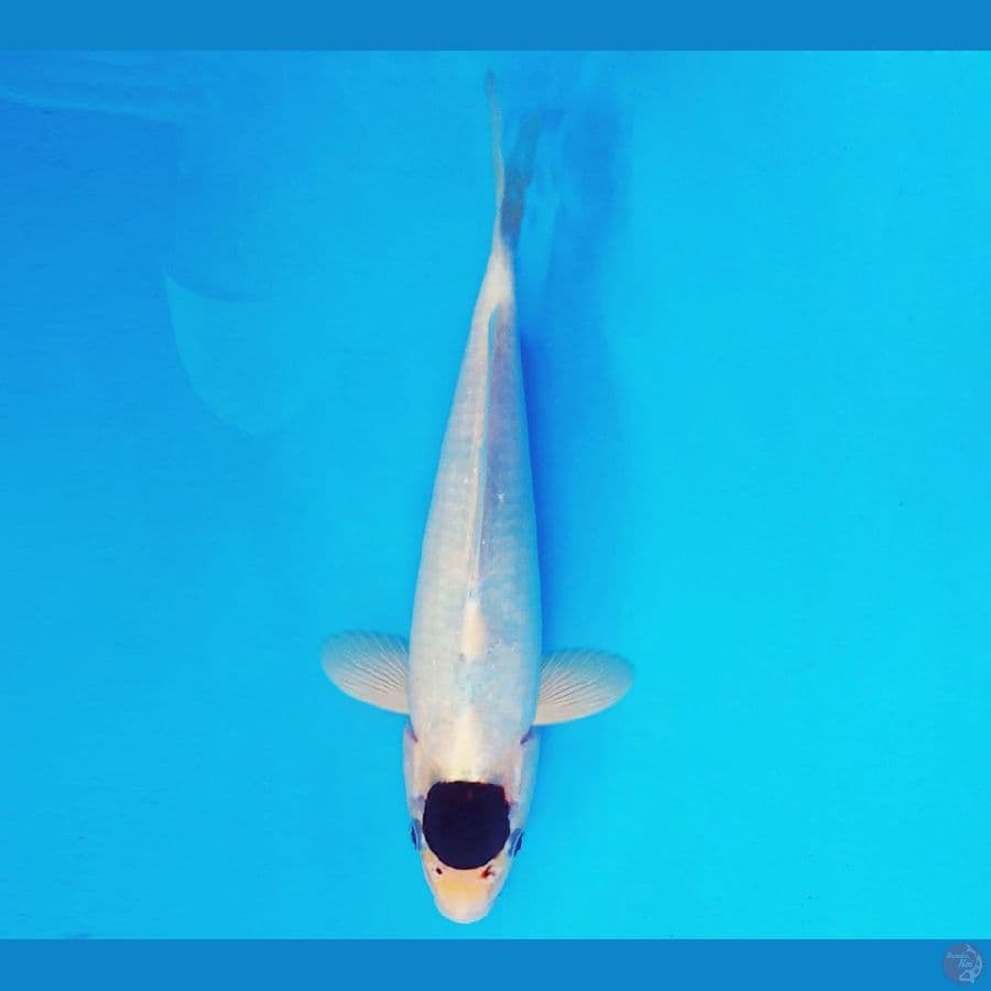 AMAYADORI 6 ~ Tancho Goromo 26 cm/fm ™