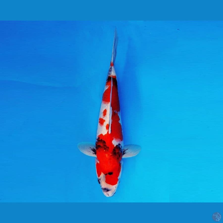 AMAYADORI 7 ~Showa Evolution 31 cm/mal ™