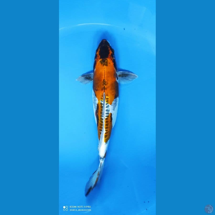 kikoriyu35 cm