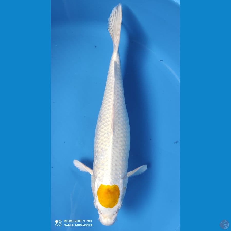 tancho hariwake 37 cm.