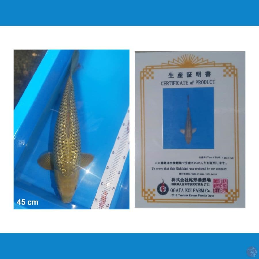Midori Ginrin punuk import
