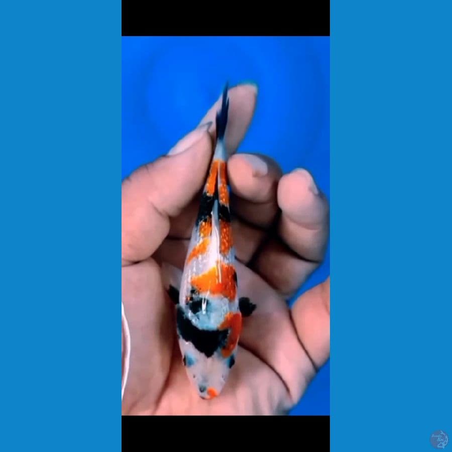 MINION SQ 12CM