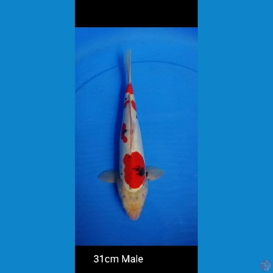 showa doitsu 31 cm male