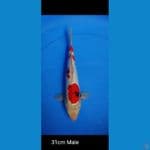 showa doitsu 31 cm male