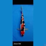 showa doitsu 29 cm 