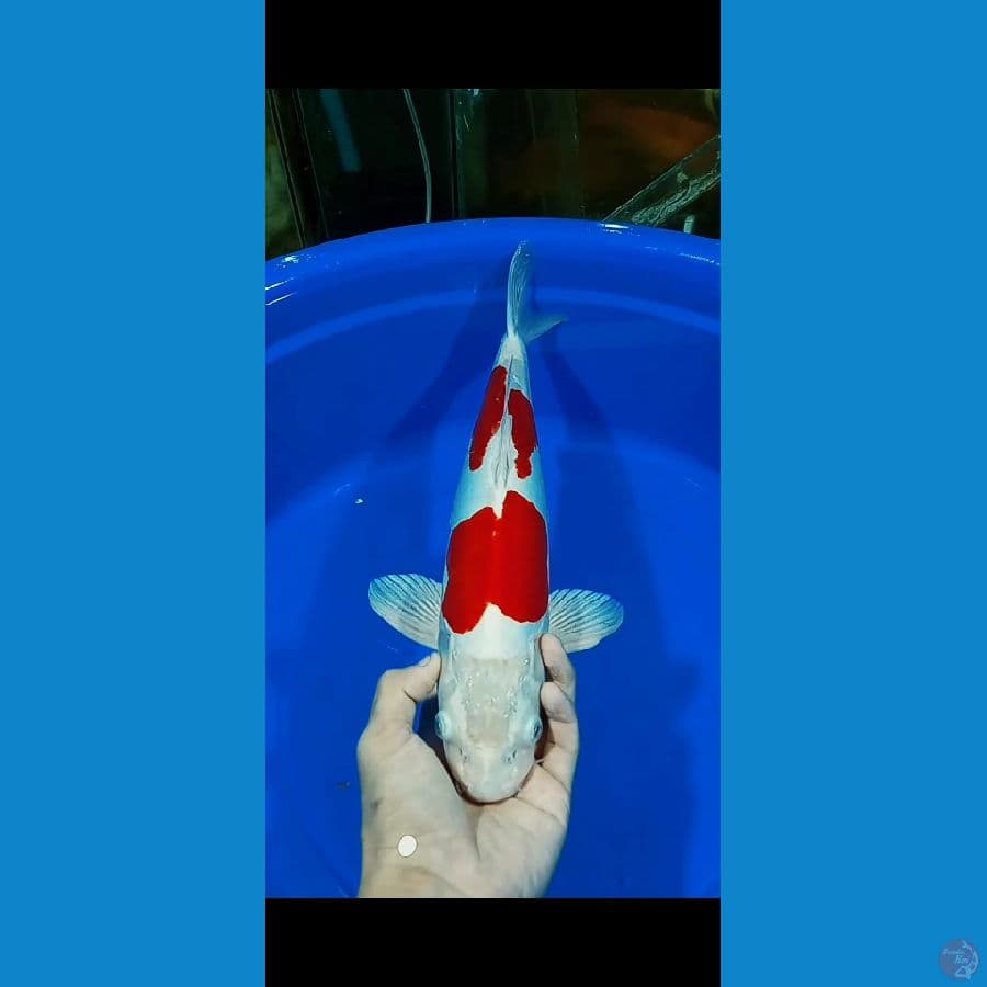 Kikushui 42cm JANTAN