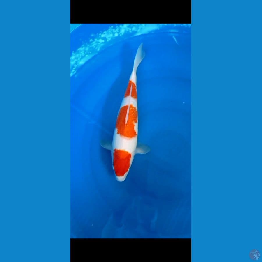 ORIGIN 34CM