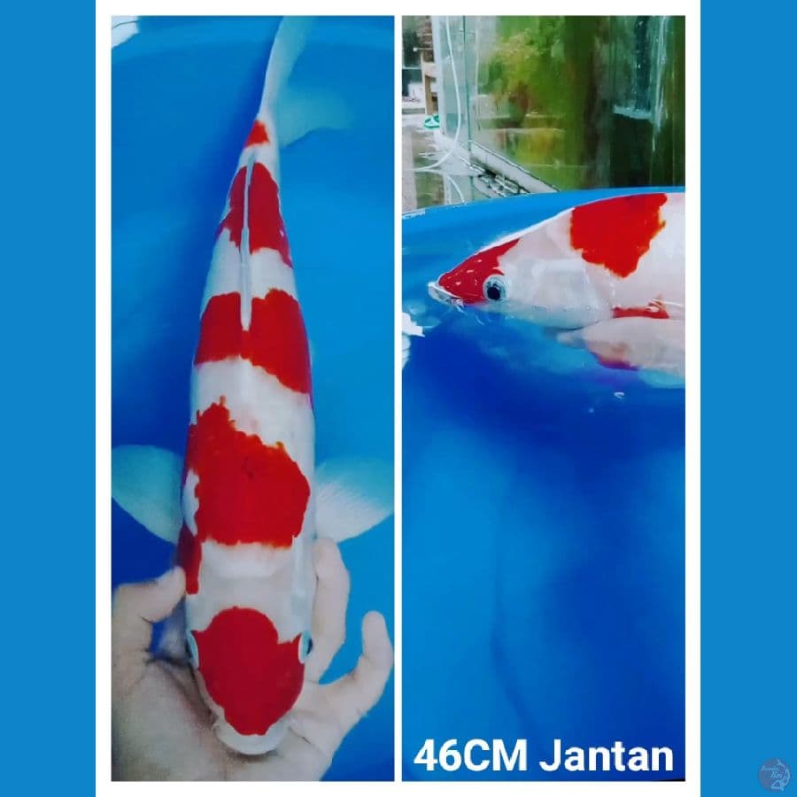 Kohaku 46CM JANTAN