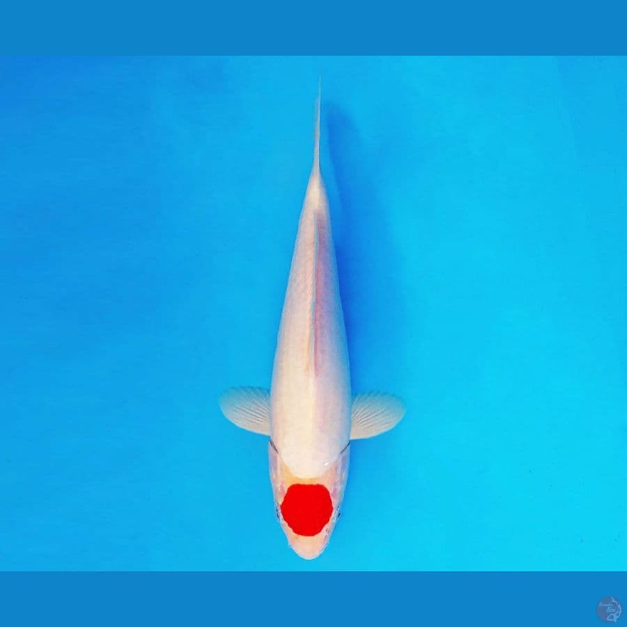 AMAYADORI 8 ~ Tancho 24 cm/male ™
