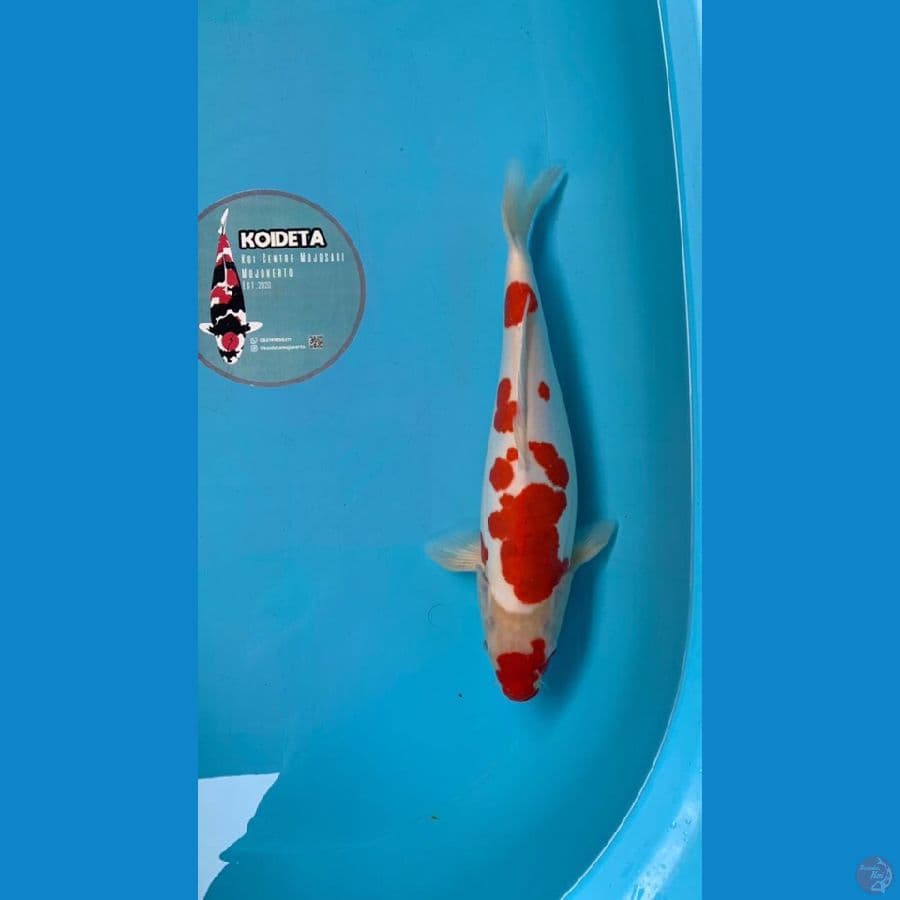 Kohaku Doitsu full, merah solid Size 37cm 