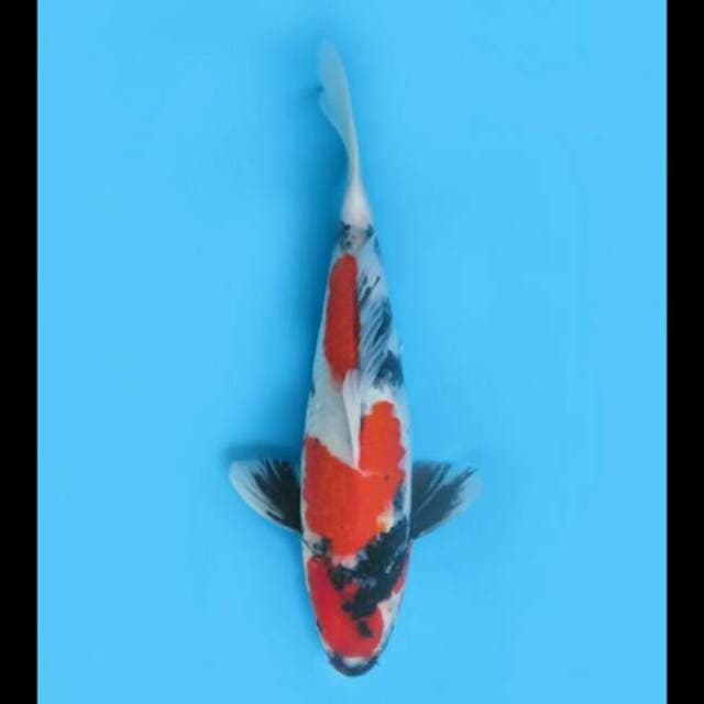 33cm Male - Hq Showa Tategoi 