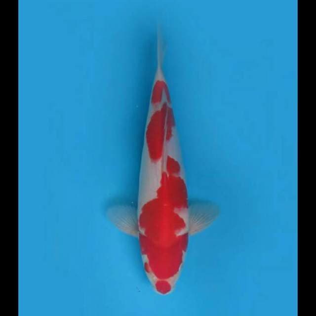 31cm Male - Red Kohaku