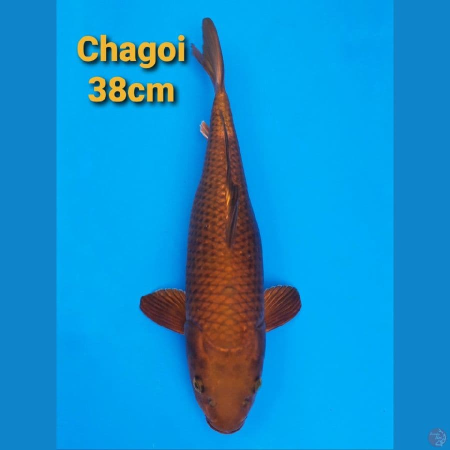 CHAGOI 38CM