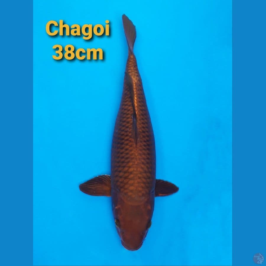 CHAGOI 38CM