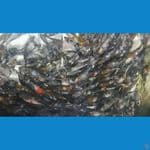 showa shiro 7-10 cm 700 ekor