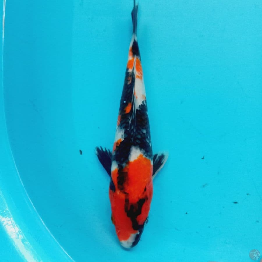 SHOWA // 28 CM 