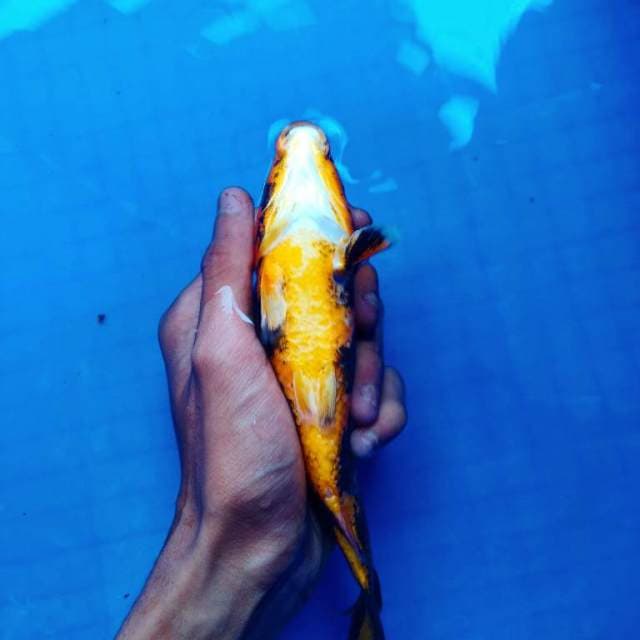 Kin utsuri