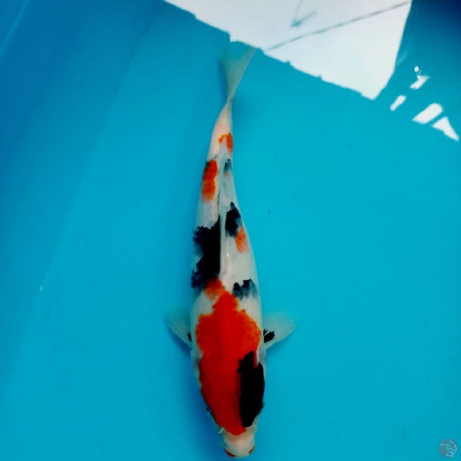 SHOWA// 34 CM