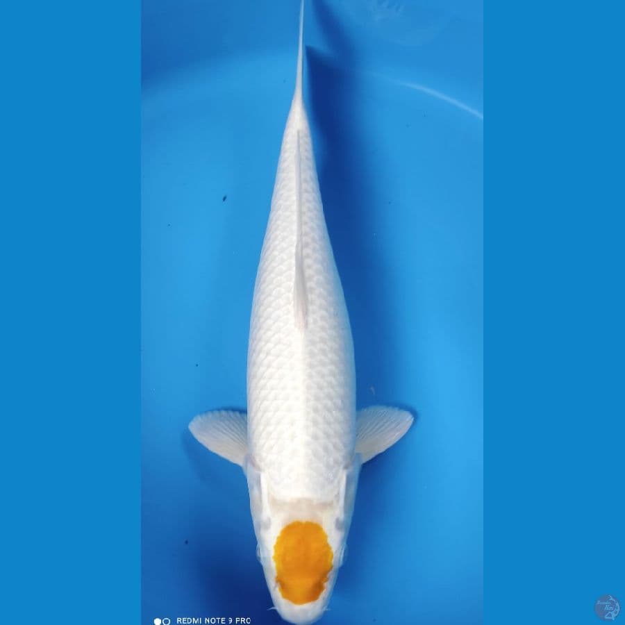 tc hariwake 43 cm