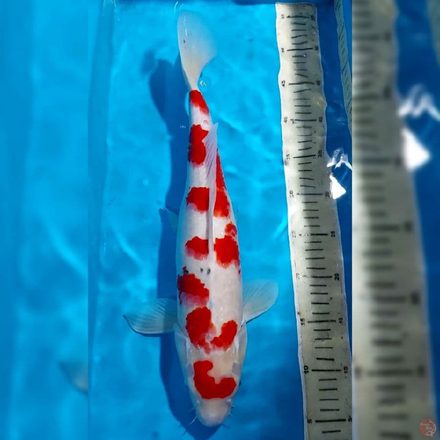 SANKE 46 CM 