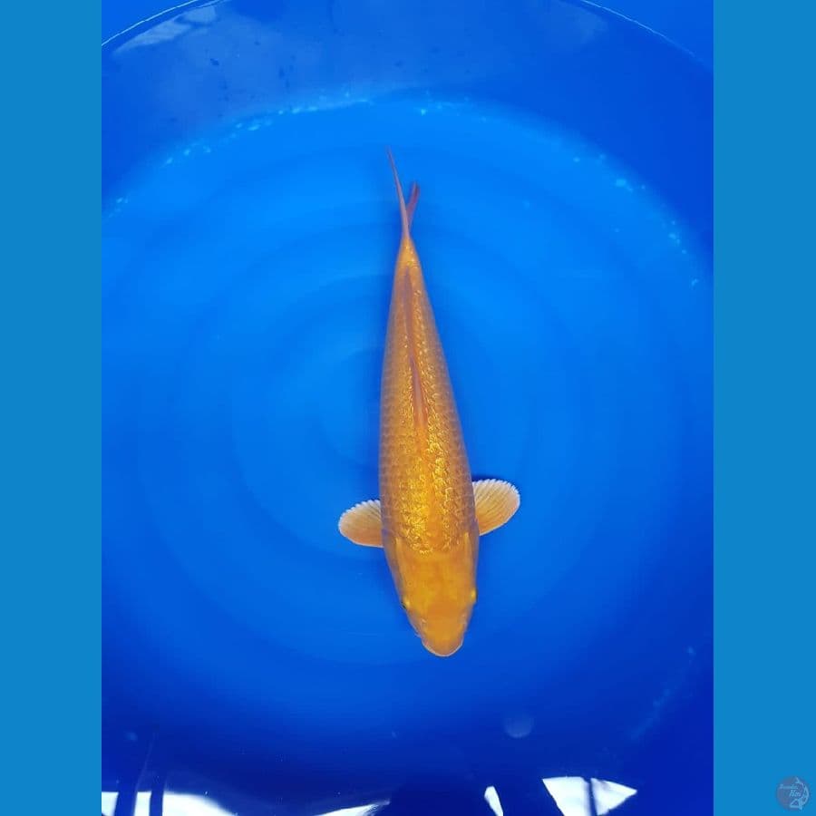 Karasi fuulll ginrin 41cm  male bulky baby face