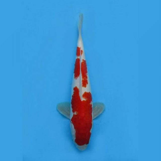 RED KOHAKU SANDAN
