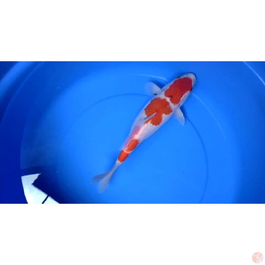 sanke tategoi || size 36cm 