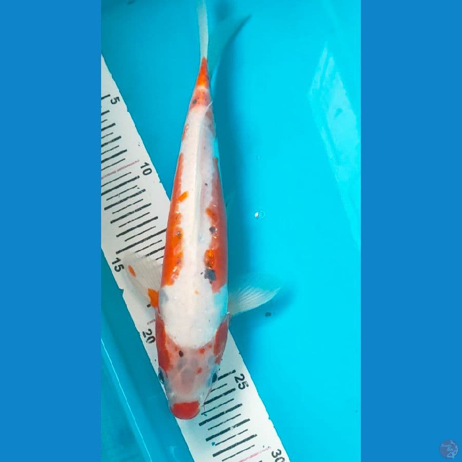 antikan kushui 27cm