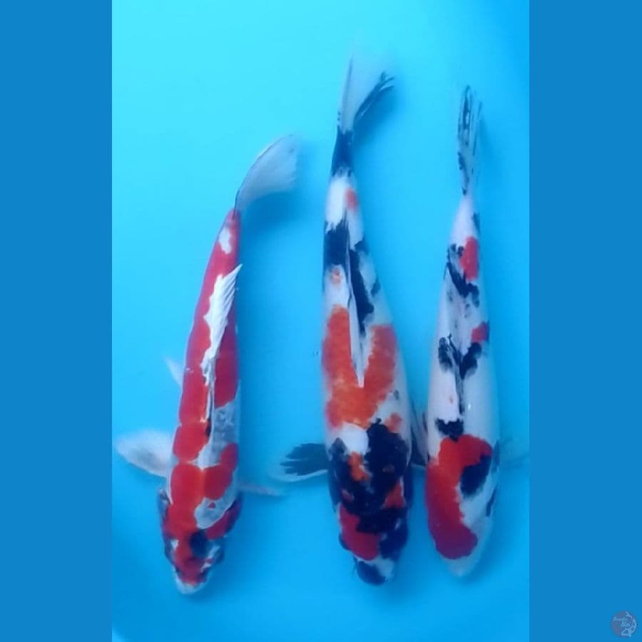 Mix 37-43cm