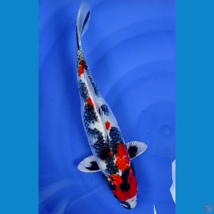 showa Hikari kindai 35 cm