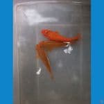 2 Chagoi & Karasi Red, 20Bu
