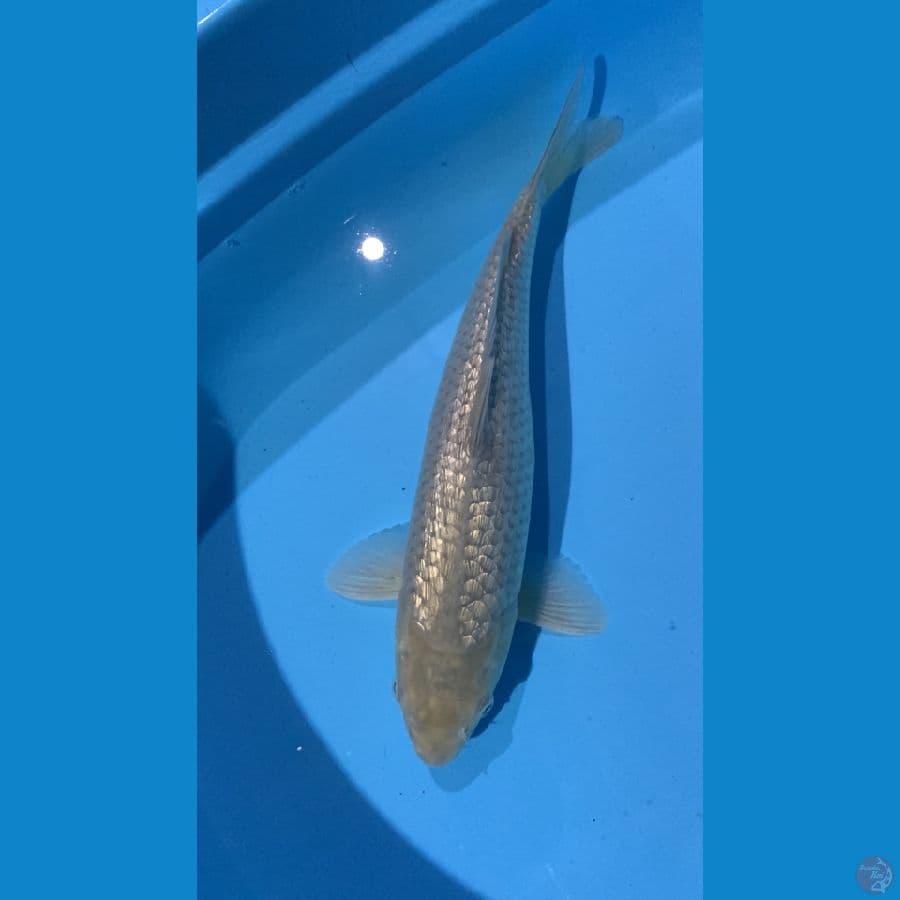 Soragoi 38cm