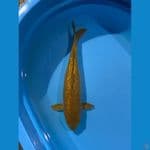 Chagoi ginrin 37cm