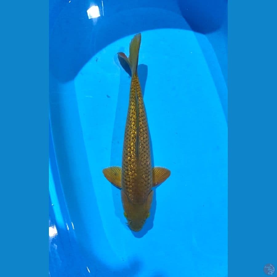 Midori 41cm