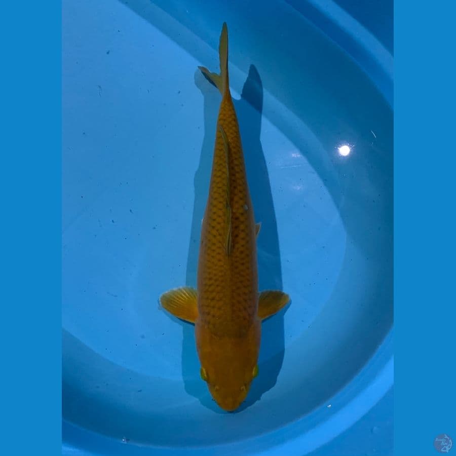 chagoi 38cm