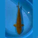 chagoi 38cm