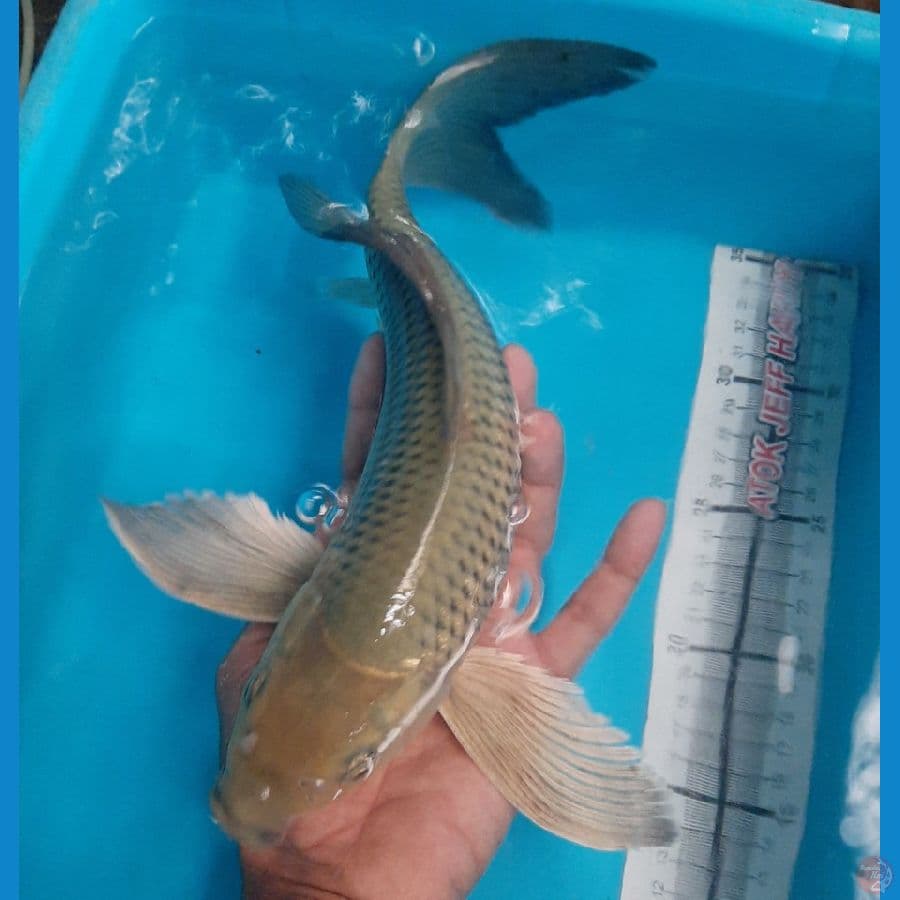 Long Fin istimewa