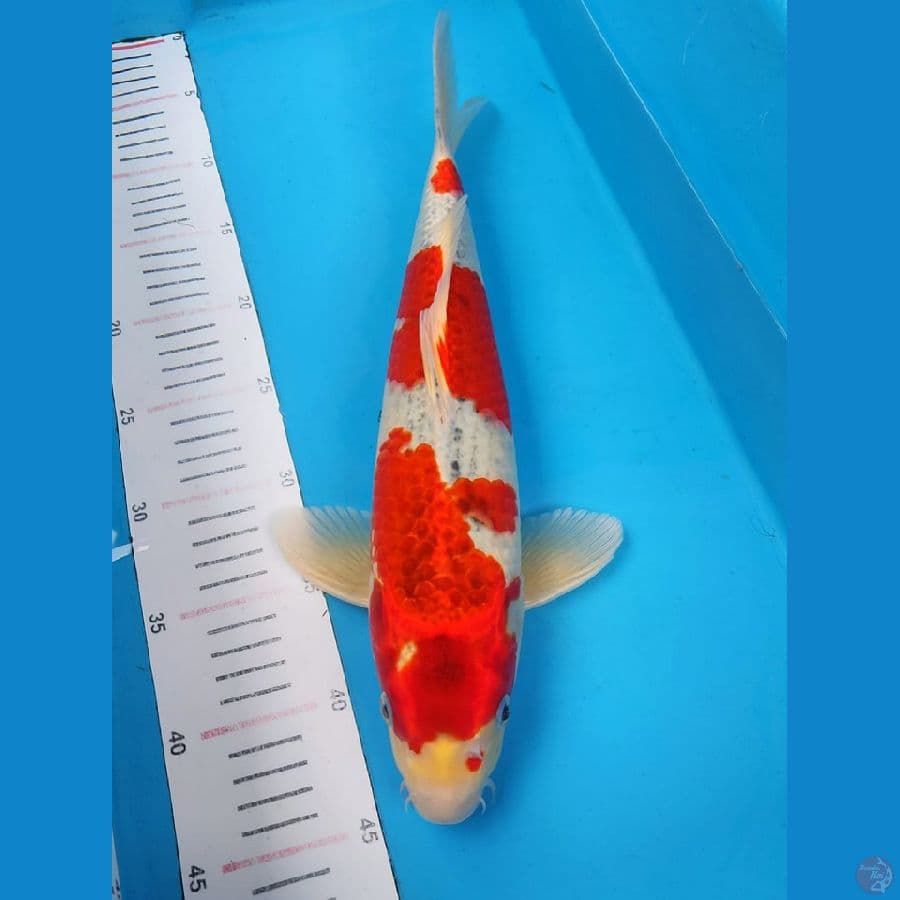 GOSHIKI RED STRONG 40CM