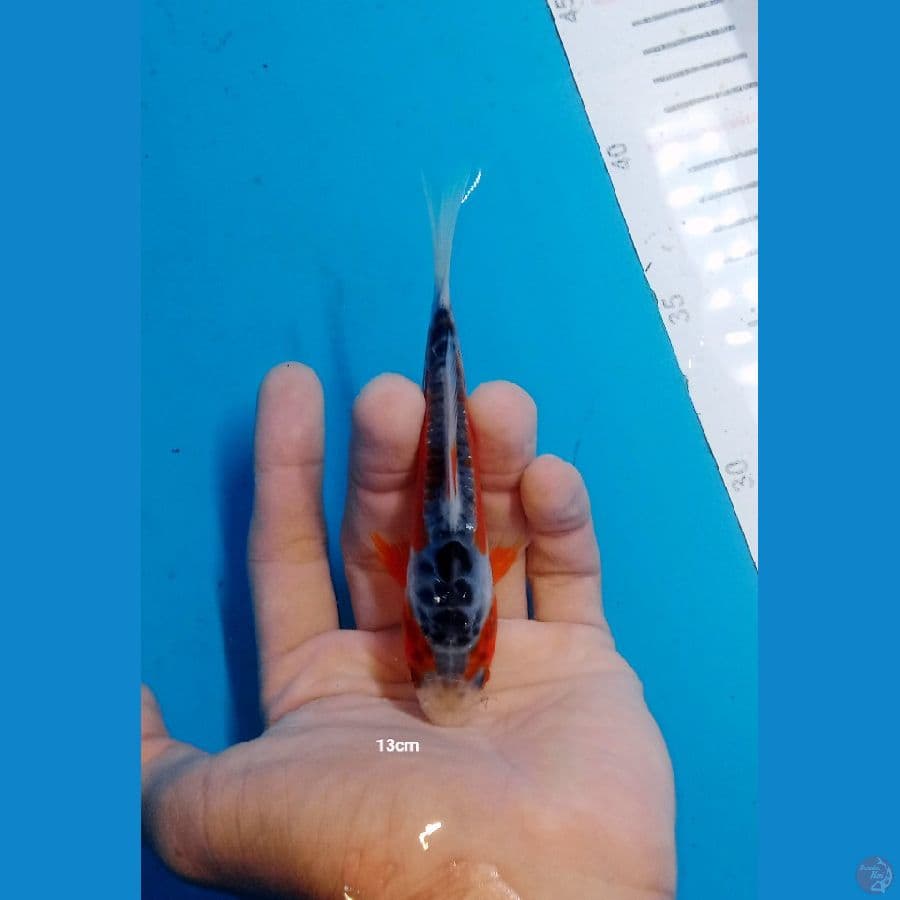 Shusui SQ Bloodline impor